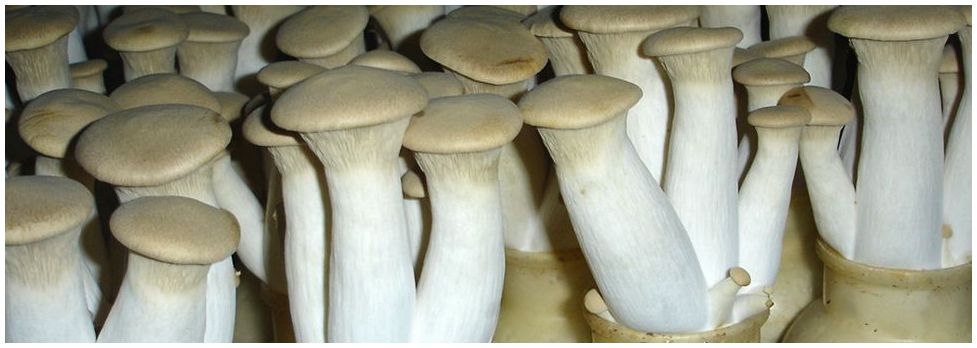 食用菌